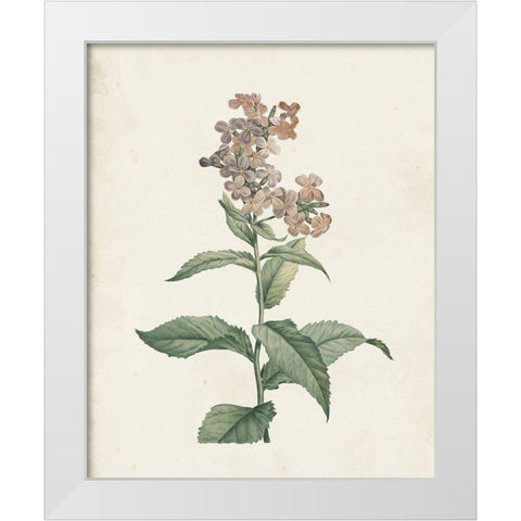 Classic Botanicals II White Modern Wood Framed Art Print by Redoute, Pierre