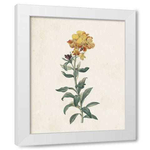 Classic Botanicals III White Modern Wood Framed Art Print by Redoute, Pierre