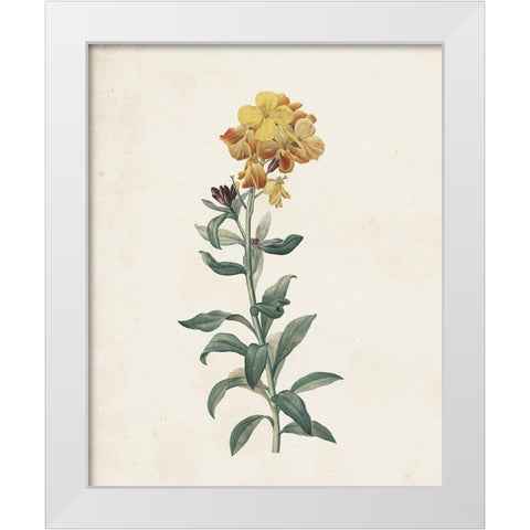 Classic Botanicals III White Modern Wood Framed Art Print by Redoute, Pierre