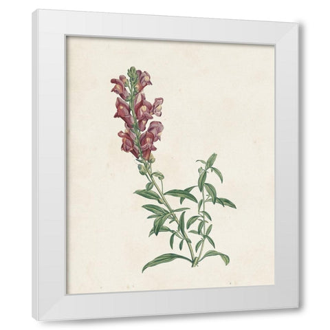 Classic Botanicals IV White Modern Wood Framed Art Print by Redoute, Pierre