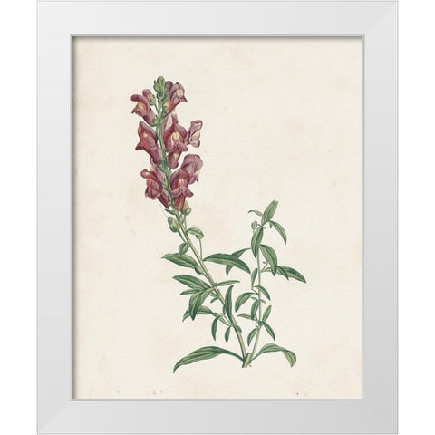 Classic Botanicals IV White Modern Wood Framed Art Print by Redoute, Pierre