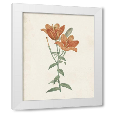 Classic Botanicals V White Modern Wood Framed Art Print by Redoute, Pierre