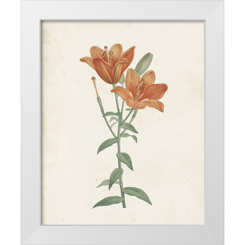 Classic Botanicals V White Modern Wood Framed Art Print by Redoute, Pierre