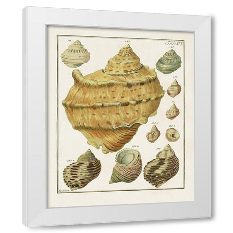 Pastel Shell Pair I White Modern Wood Framed Art Print by Unknown