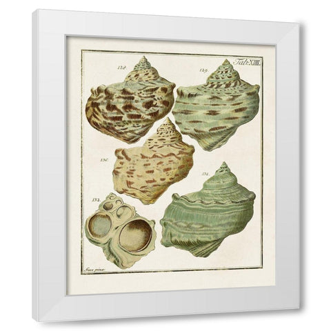 Pastel Shell Pair II White Modern Wood Framed Art Print by Unknown