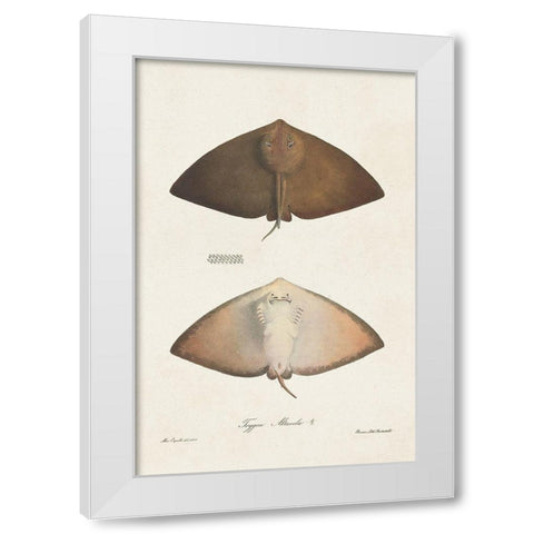 Antique Rays II White Modern Wood Framed Art Print by Unknown