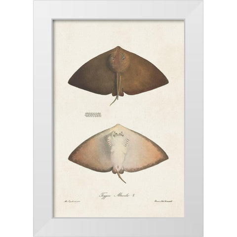 Antique Rays II White Modern Wood Framed Art Print by Unknown