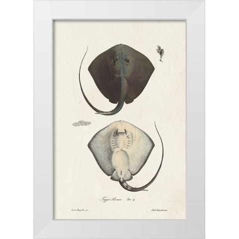 Antique Rays III White Modern Wood Framed Art Print by Unknown