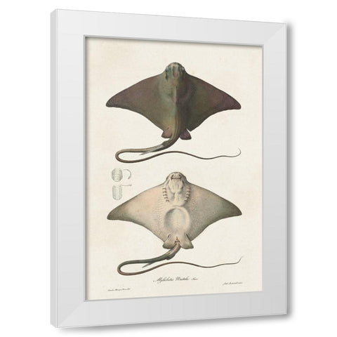 Antique Rays IV White Modern Wood Framed Art Print by Unknown