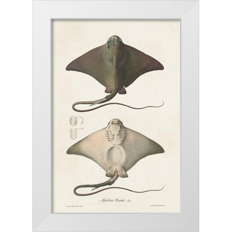 Antique Rays IV White Modern Wood Framed Art Print by Unknown