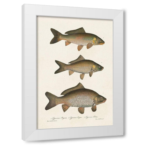 Species of Antique Fish I White Modern Wood Framed Art Print by Unknown