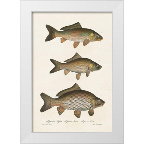 Species of Antique Fish I White Modern Wood Framed Art Print by Unknown