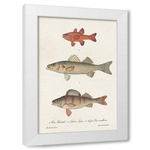 Species of Antique Fish II White Modern Wood Framed Art Print by Unknown