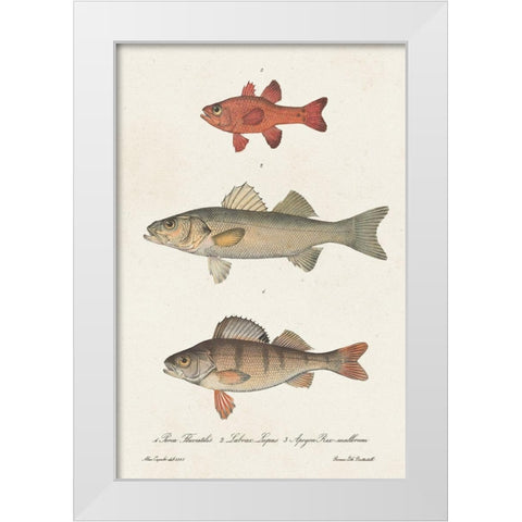 Species of Antique Fish II White Modern Wood Framed Art Print by Unknown