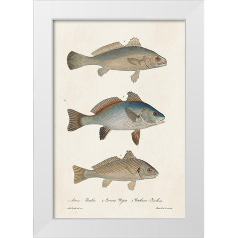 Species of Antique Fish III White Modern Wood Framed Art Print by Unknown