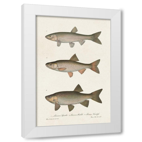 Species of Antique Fish IV White Modern Wood Framed Art Print by Unknown
