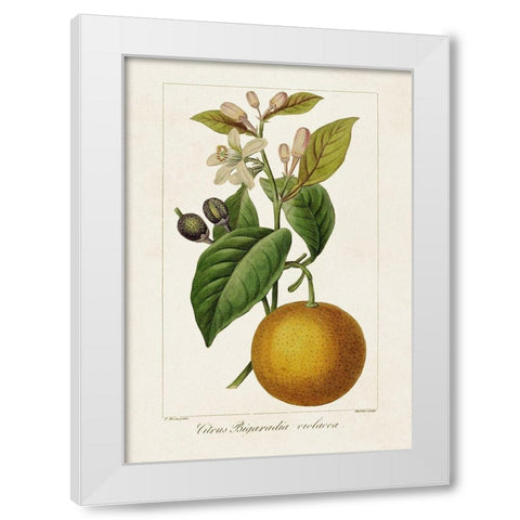 Antique Citrus Fruit II White Modern Wood Framed Art Print by Bessa, Pancrace