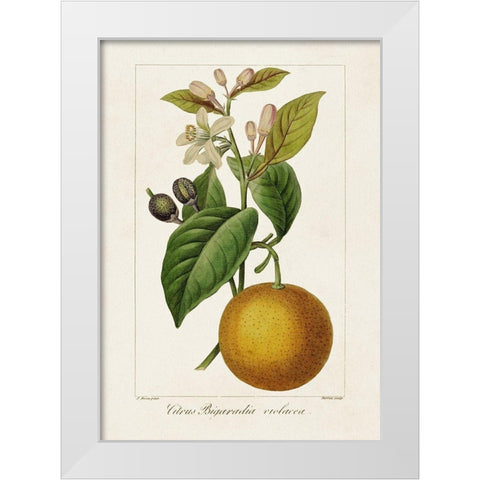 Antique Citrus Fruit II White Modern Wood Framed Art Print by Bessa, Pancrace