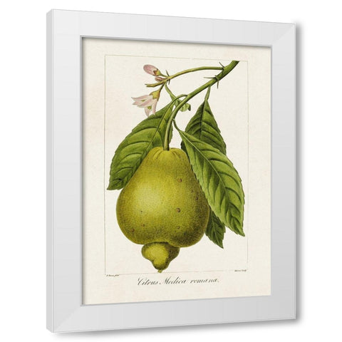 Antique Citrus Fruit III White Modern Wood Framed Art Print by Bessa, Pancrace