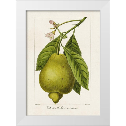 Antique Citrus Fruit III White Modern Wood Framed Art Print by Bessa, Pancrace
