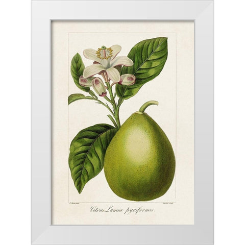 Antique Citrus Fruit IV White Modern Wood Framed Art Print by Bessa, Pancrace