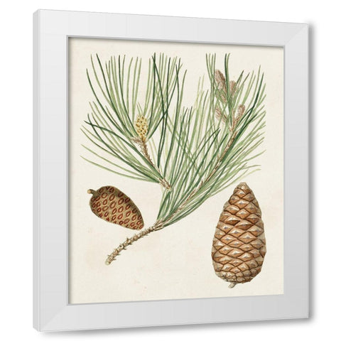 Antique Pine Cones III White Modern Wood Framed Art Print by Unknown