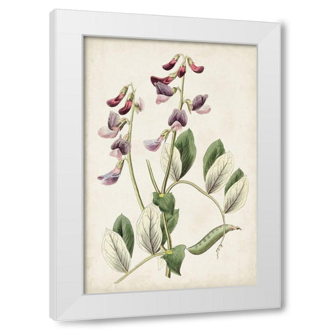 Antique Botanical Collection I White Modern Wood Framed Art Print by Ridgeway