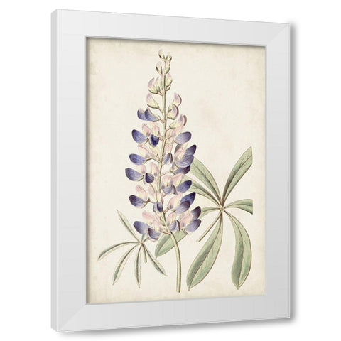 Antique Botanical Collection II White Modern Wood Framed Art Print by Ridgeway