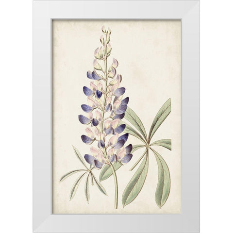 Antique Botanical Collection II White Modern Wood Framed Art Print by Ridgeway