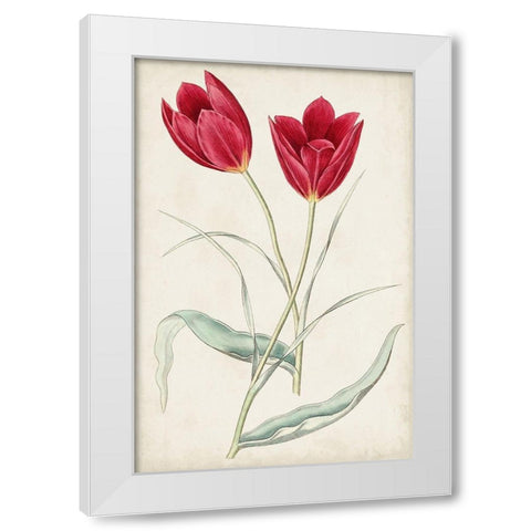Antique Botanical Collection III White Modern Wood Framed Art Print by Ridgeway
