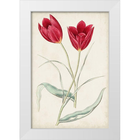 Antique Botanical Collection III White Modern Wood Framed Art Print by Ridgeway