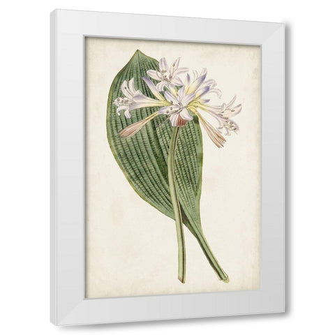 Antique Botanical Collection IV White Modern Wood Framed Art Print by Ridgeway
