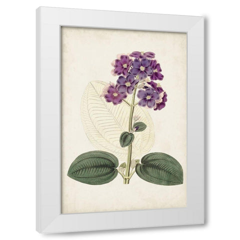Antique Botanical Collection V White Modern Wood Framed Art Print by Ridgeway