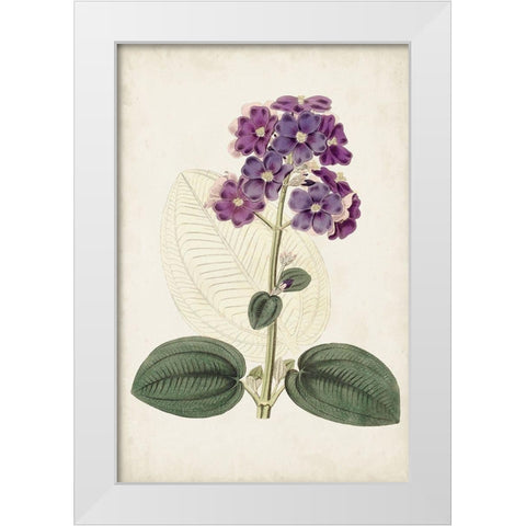 Antique Botanical Collection V White Modern Wood Framed Art Print by Ridgeway