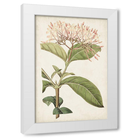 Antique Botanical Collection VI White Modern Wood Framed Art Print by Ridgeway
