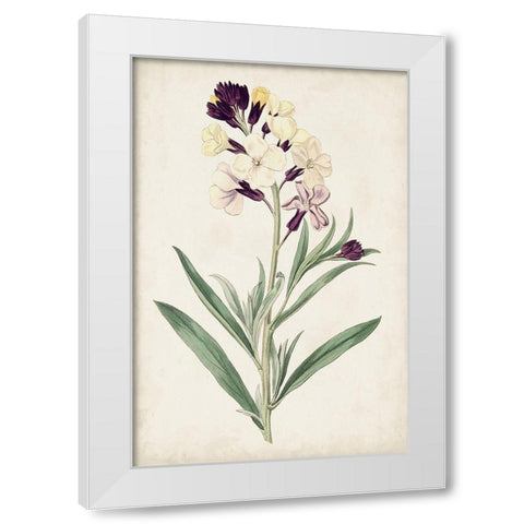 Antique Botanical Collection VII White Modern Wood Framed Art Print by Ridgeway