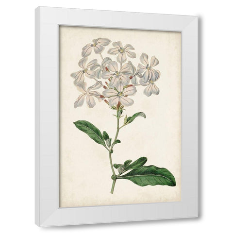 Antique Botanical Collection VIII White Modern Wood Framed Art Print by Ridgeway