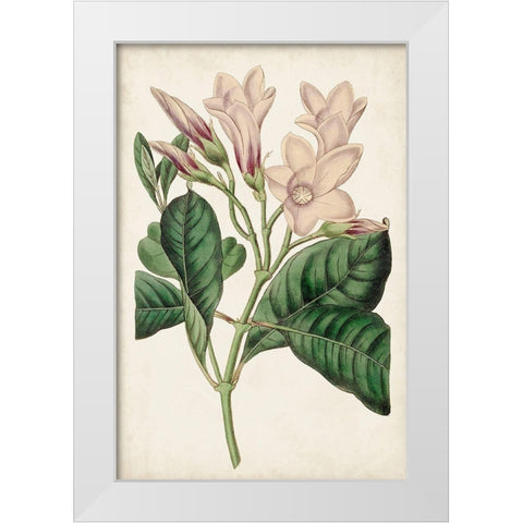 Antique Botanical Collection IX White Modern Wood Framed Art Print by Ridgeway