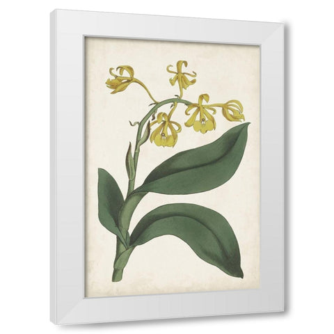 Antique Botanical Collection X White Modern Wood Framed Art Print by Ridgeway