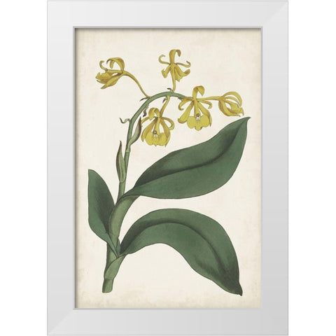 Antique Botanical Collection X White Modern Wood Framed Art Print by Ridgeway