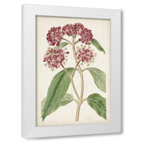 Antique Botanical Collection XI White Modern Wood Framed Art Print by Ridgeway