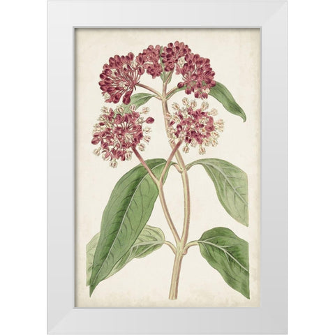 Antique Botanical Collection XI White Modern Wood Framed Art Print by Ridgeway