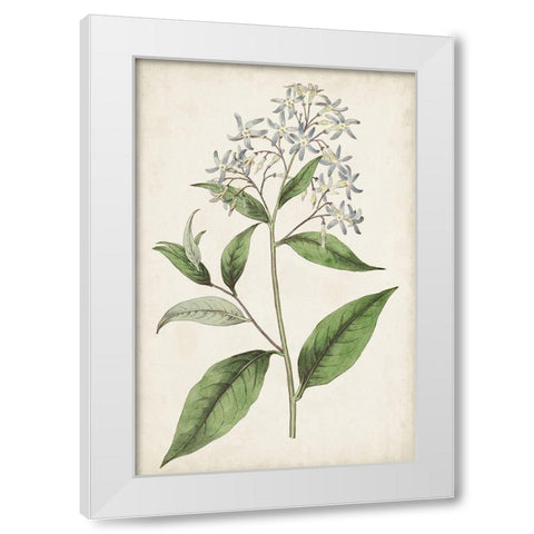 Antique Botanical Collection XII White Modern Wood Framed Art Print by Ridgeway