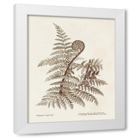 Sepia Fern Varieties I White Modern Wood Framed Art Print by Unknown