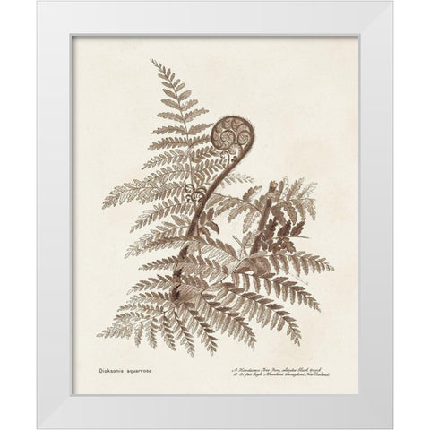 Sepia Fern Varieties I White Modern Wood Framed Art Print by Unknown
