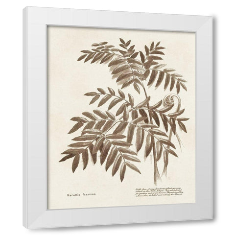 Sepia Fern Varieties II White Modern Wood Framed Art Print by Unknown