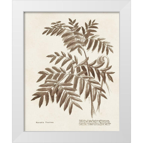Sepia Fern Varieties II White Modern Wood Framed Art Print by Unknown