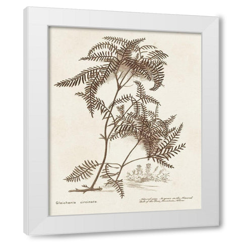 Sepia Fern Varieties III White Modern Wood Framed Art Print by Unknown