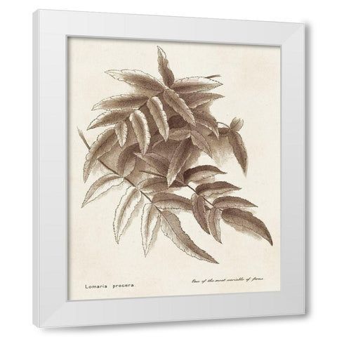 Sepia Fern Varieties IV White Modern Wood Framed Art Print by Unknown