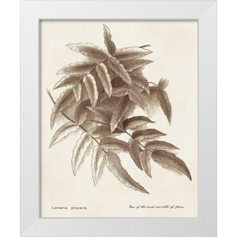 Sepia Fern Varieties IV White Modern Wood Framed Art Print by Unknown